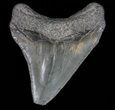 Juvenile Megalodon Tooth - South Carolina #39983-1